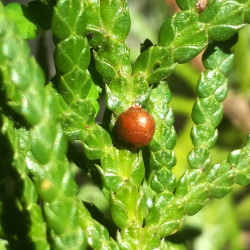 Parthenolecanium fletcheri